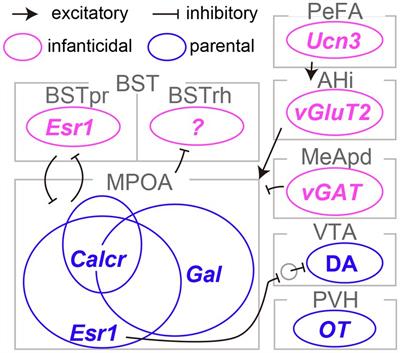 Neural basis for behavioral plasticity during the parental life-stage transition in mice